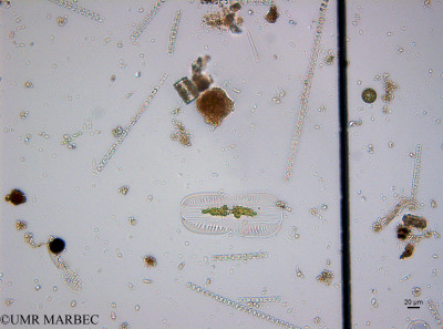 phyto/Guinea golf/Wouri_estuary_Mudeka/YNkouefuthNfongmo_these 2022-2023/Entomoneis sp4 (old Entomoneis sp1-Mudeka_SURF_2023_iden5230627_001_ovl).TIF(copy)_thumb.jpg